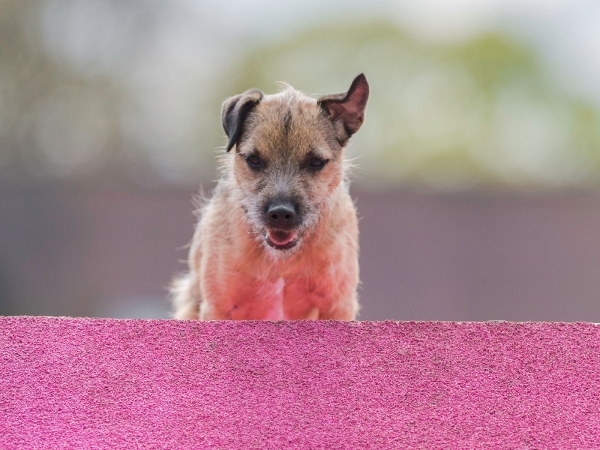 Border terrier agility