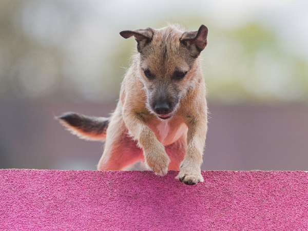 Border Terrier agility