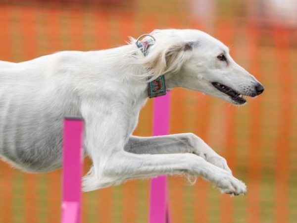 saluki